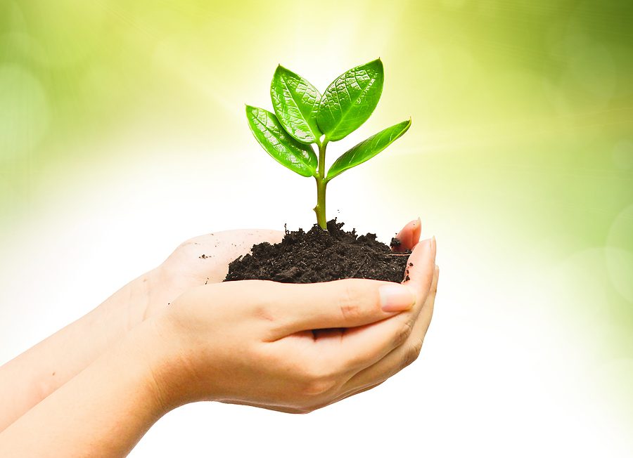 two hands holding and caring a young green plant / planting tree / growing a tree / love nature / save the world